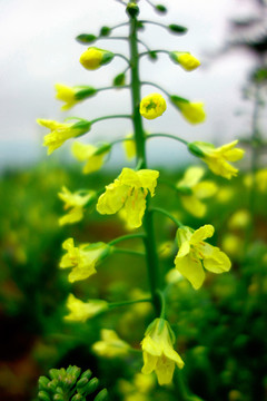 黄色甘蓝花