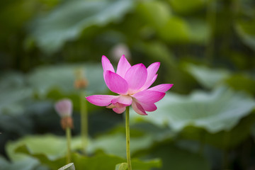 山东临沂莒南荷花特写