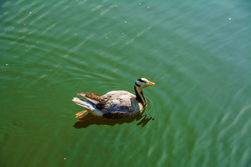 水上一只双蹼后蹬游动的野鸭