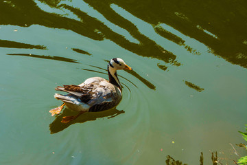 一只划水形成水纹的野鸭