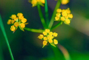 柴胡花