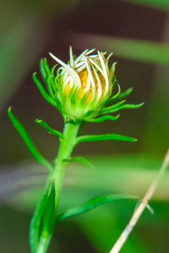 野菊花