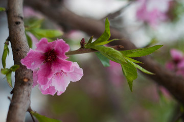 桃花