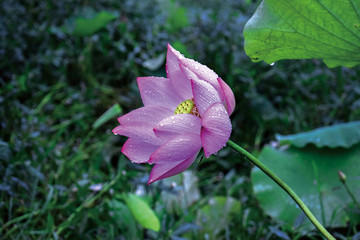 雨后荷花