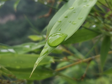 竹叶水珠