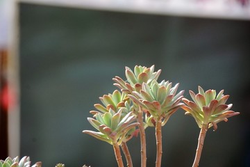 多肉植物