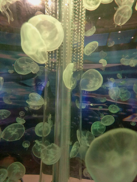 水母展览