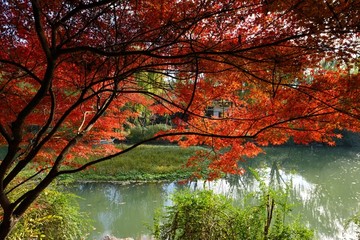 唯美水景红枫树