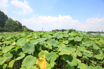 南京玄武湖公园