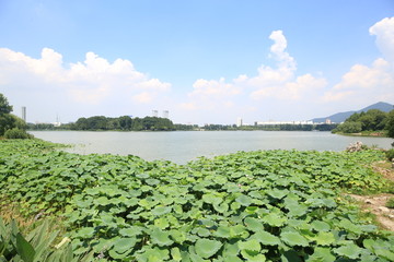 南京玄武湖荷叶