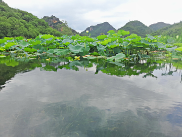 普者黑风光