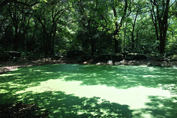 绿水池塘