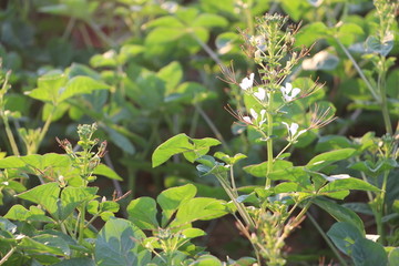 云梦白花菜