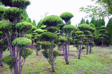 园林园艺植物造型