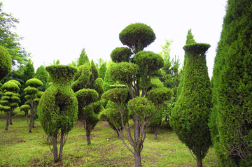 城市园林植物造型