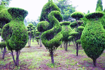 园林植物造型艺术