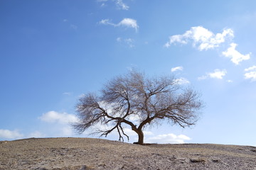 勃隆克沙漠的榆树