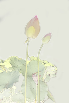 荷花裝飾畫(huà)