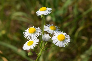 野菊花