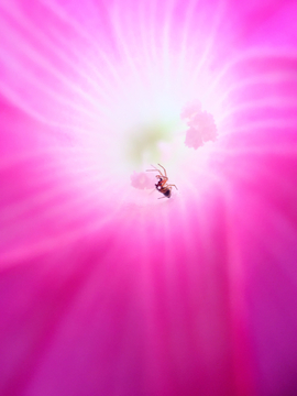 花朵里的蜘蛛