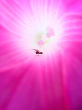 花朵里的蜘蛛