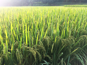 水稻稻田稻穗