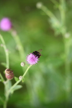 野花昆虫