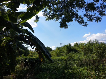 绿树植被风景