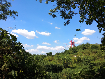 绿树植被风景