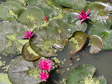 莲花池