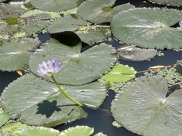 莲花池