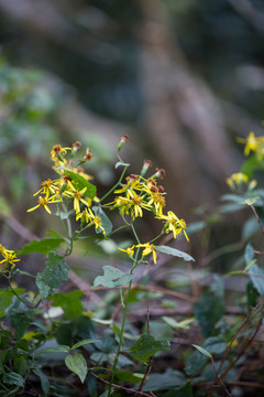 野菊花