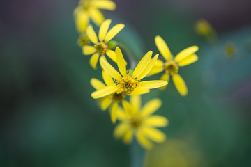 野菊花