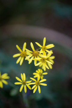 野菊花