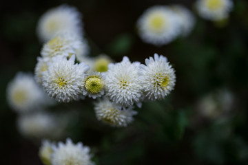 野菊花