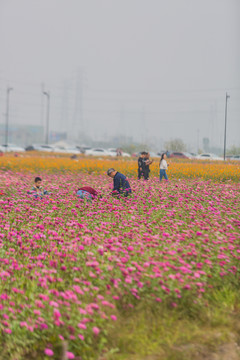 百日草