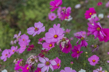 格桑花