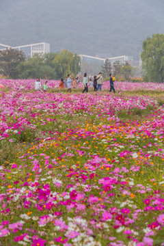 格桑花