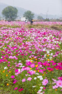 格桑花