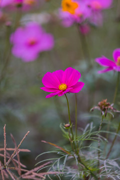 格桑花