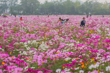 格桑花