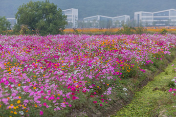 格桑花