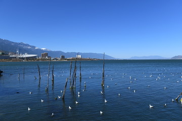 大理洱海风景