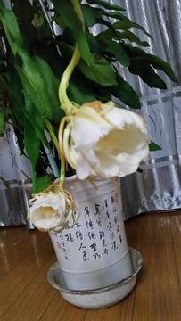 昙花开放过程