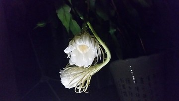 昙花