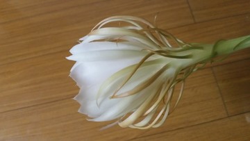 昙花