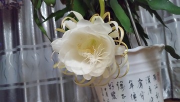 昙花