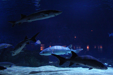 北京海洋馆水族馆