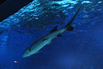 北京海洋馆水族馆