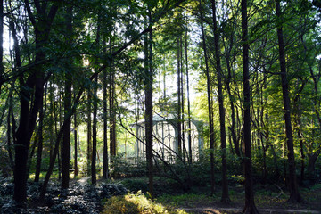 树林神秘小屋